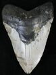 Megalodon Tooth - North Carolina #21688-1